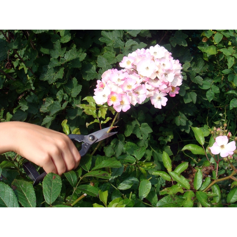 Profesionálne záhradné nožnice Okatsune 207 3