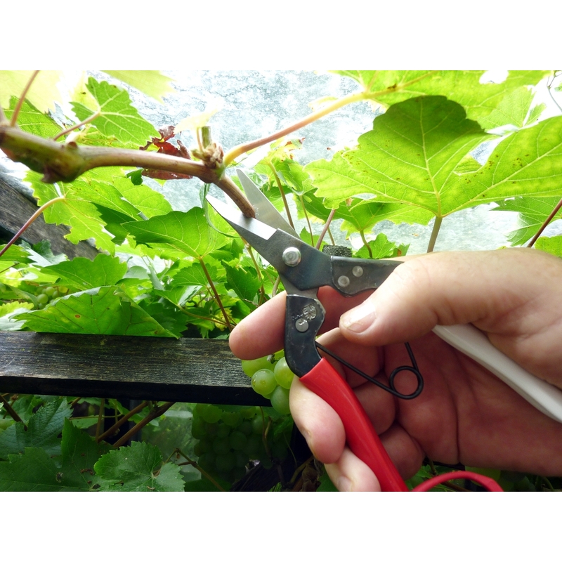 Profesionálne záhradné nožnice Okatsune 307 1