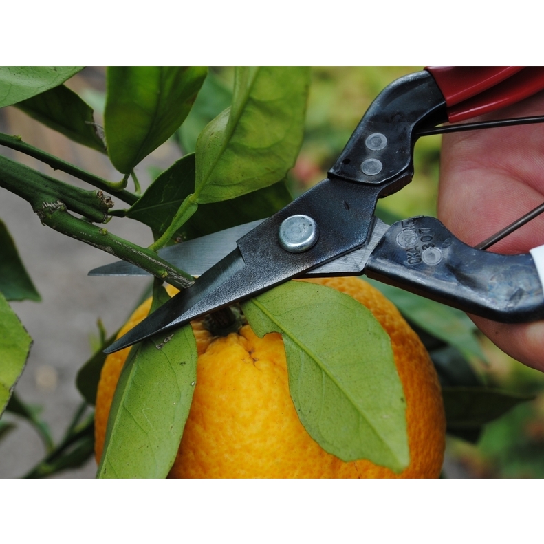 Profesionálne záhradné nožnice Okatsune 307 4