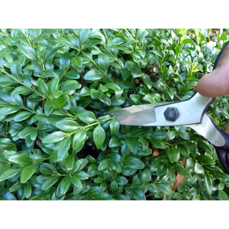 Záhradné nožnice na bonsaje Okatsune 203 2
