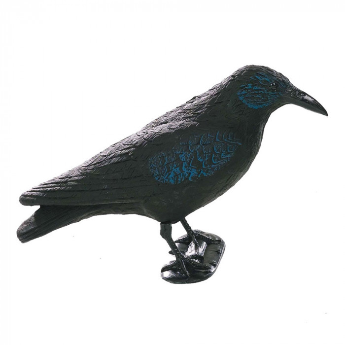 Balabán Crow vrana s nohami   